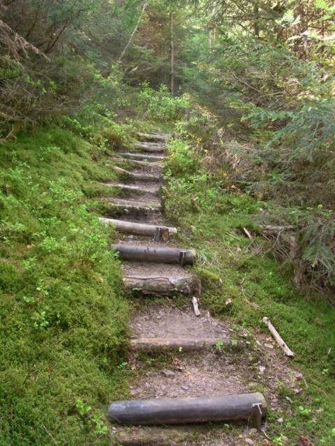 Waldpfad_mit_Stufen