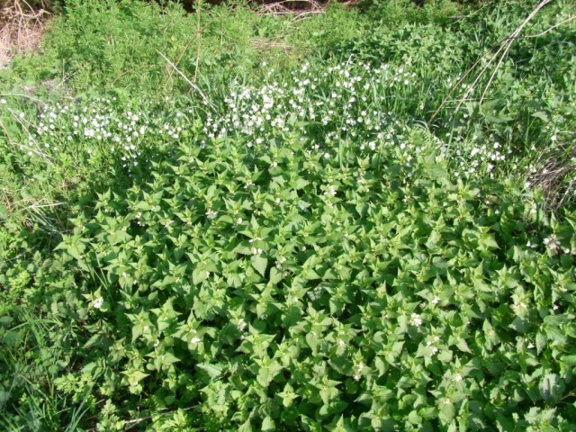 Weisse_Taubnessel_Sternmiere_Labkraut