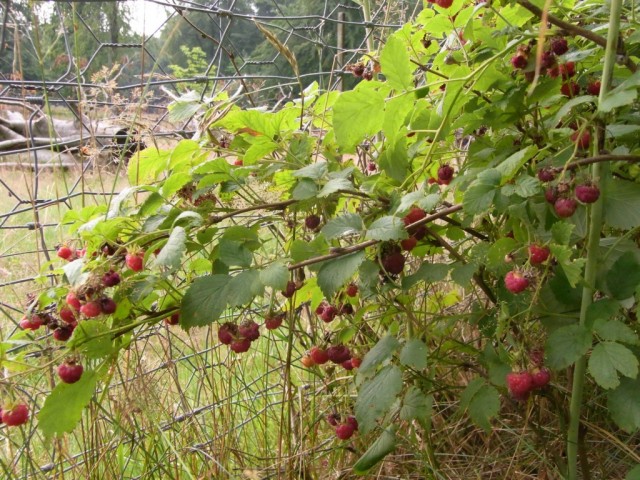 Wilde_Himbeeren