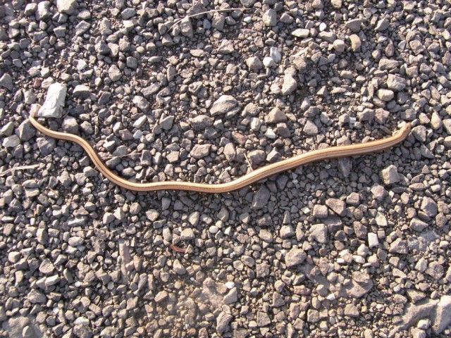 Blindschleiche_auf_Asphalt