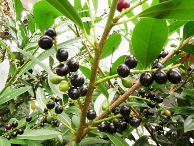 Lorbeerkirsche_Fruechte