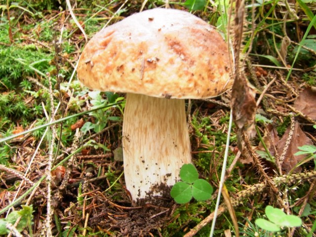 Pilz_mit_brauner_Kappe