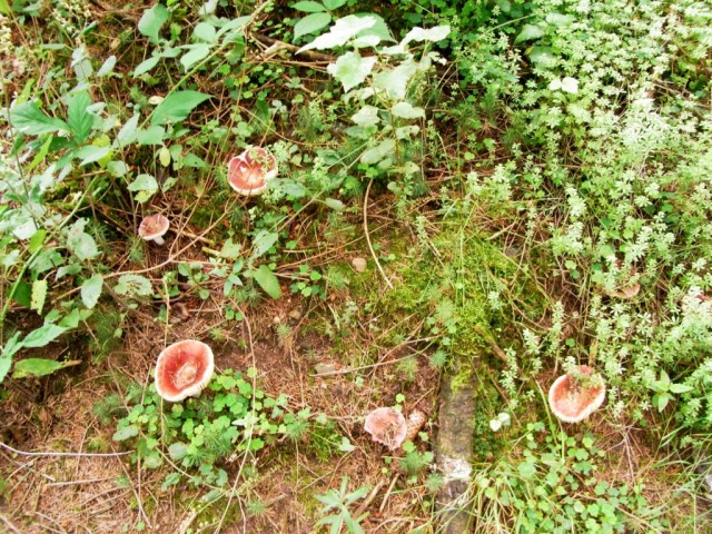 Pilze_mit_roter_Kappe