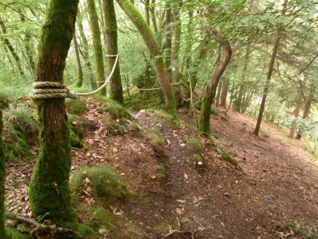 Wasser_Dichter_Spuren_Waldpfad