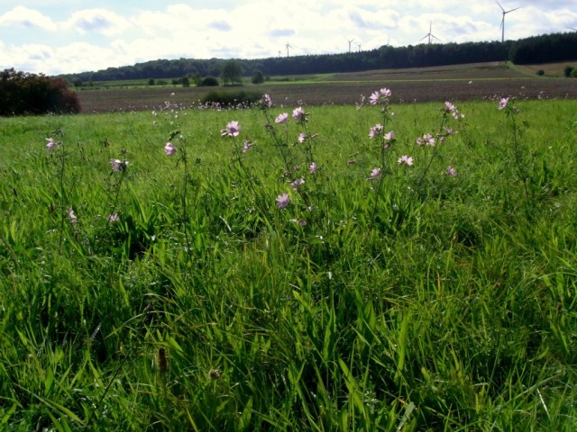 Wiese_mit_wilder_Malve