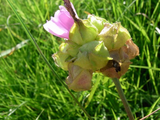 Wilde_Malve_Fruechte