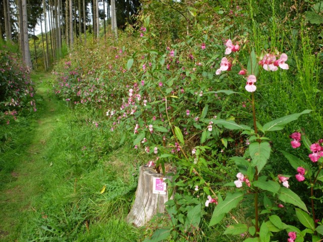 Indisches_Springkraut