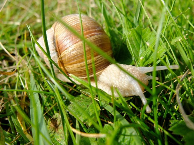 Weinbergschnecke