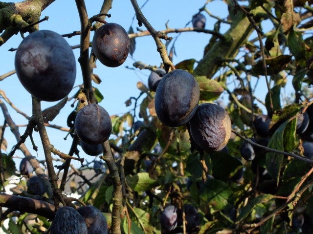 Pflaumen_im_Oktober