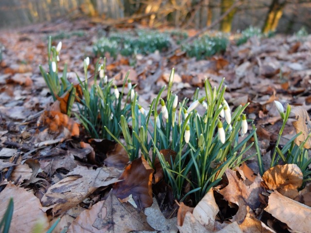 Schneegloeckchen_im_Wald