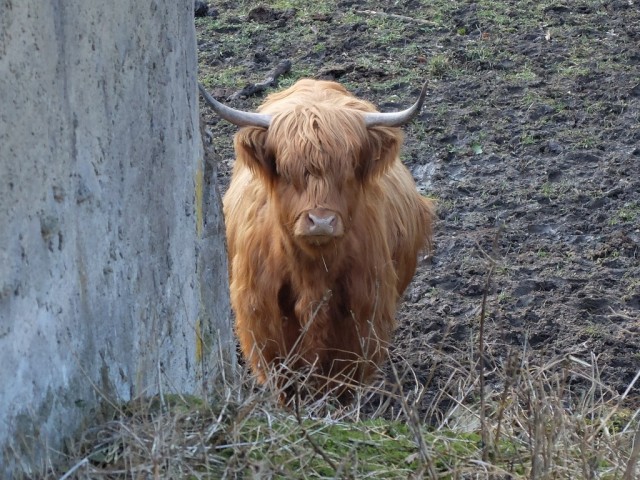 Schottisches_Hochlandrind