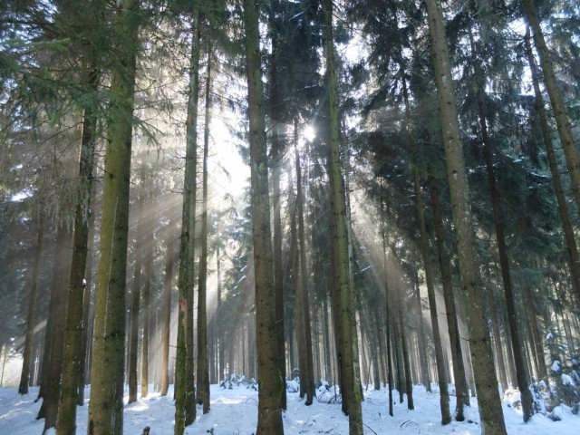 Wintersonne_im_Tannenwald