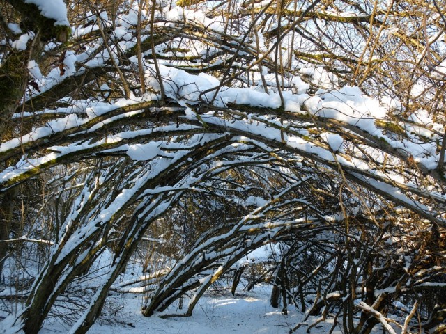 Winterwald_Wehinger_Viezpfad
