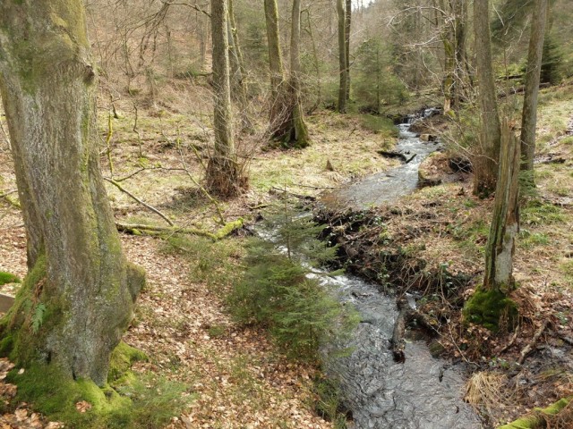 Bachlauf_im_Fruehjahr