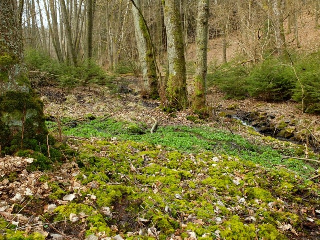 Bachlauf_mit_Schaumkraut
