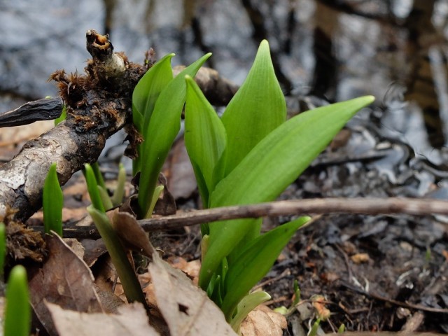 Baerlauch_am_Wasser