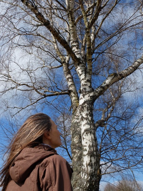 Birke_Fruehling