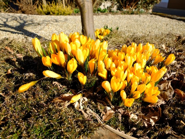Krokusse_gelb
