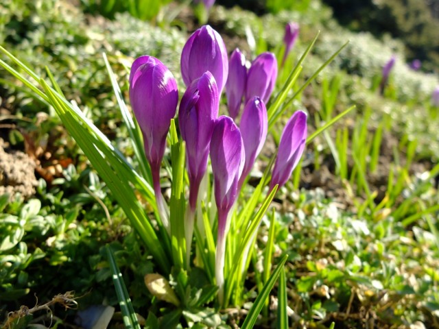 Krokusse_violett
