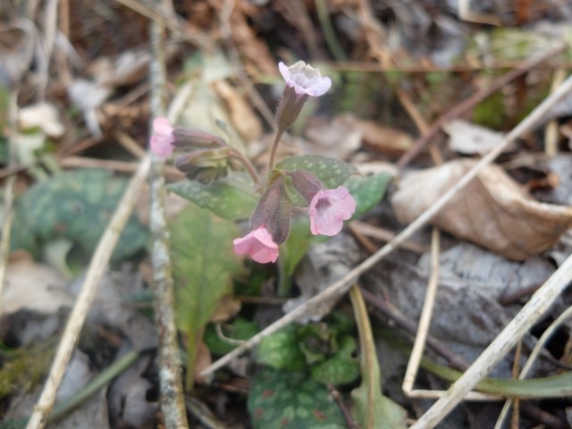 Lungenkraut_geflecktes