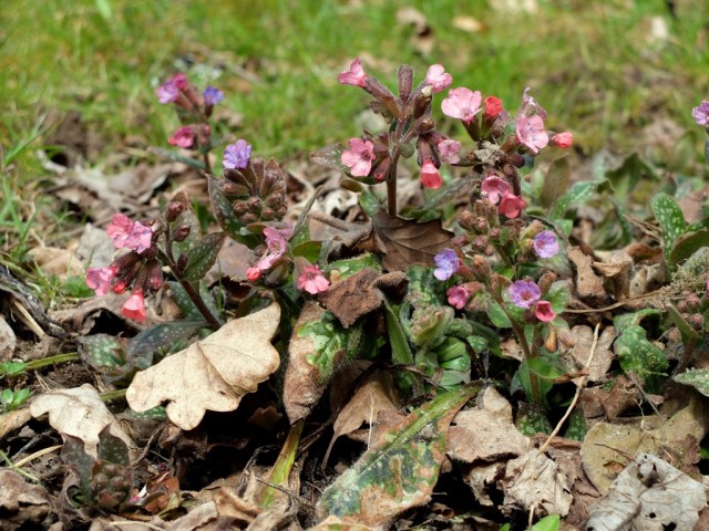 Lungenkraut_geflecktes