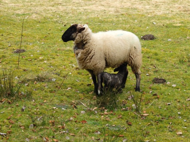 Mutterschaf_mit_Lamm