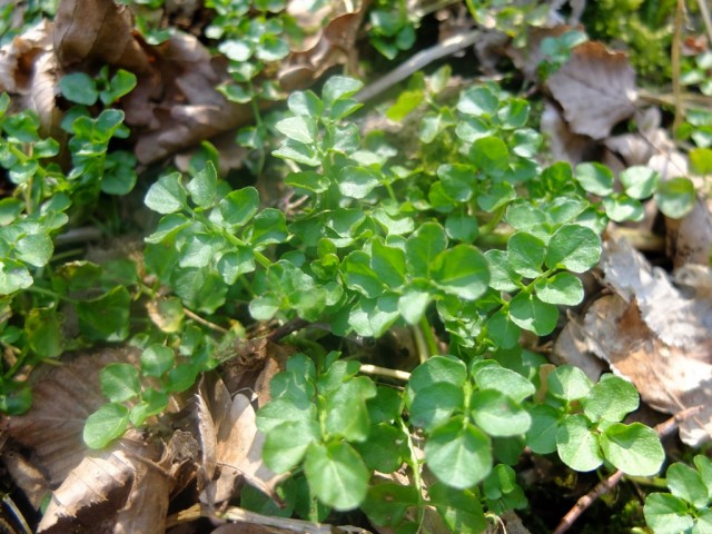 Schaumkraut_behaartes