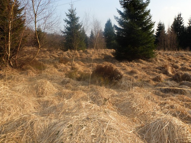 Trockenes_Gras_am_Waldrand