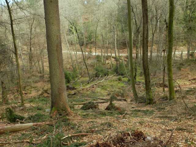 Wald_im_Fruehjahr