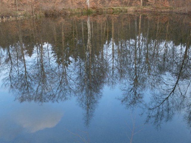 Waldsee_Spiegelung