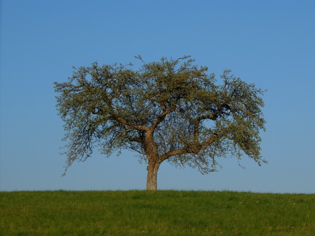 Apfelbaum_im_Fruehling