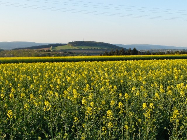 Blick_ueber_Rapsfelder