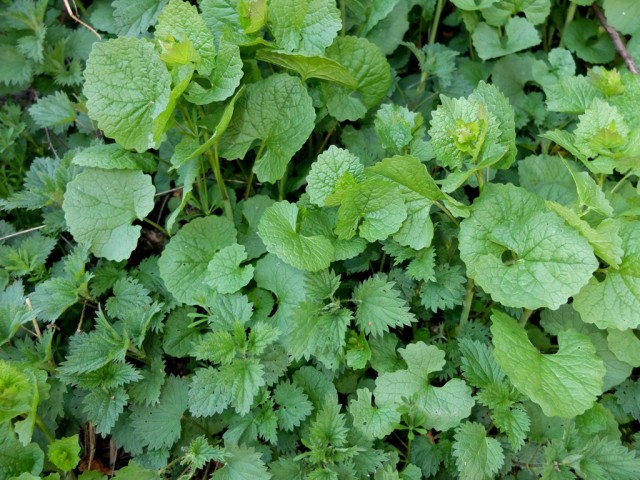 Brennnessel_und_Knoblauchsrauke