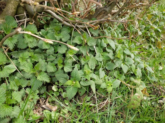 Brennnesseln_und_Taubnesseln