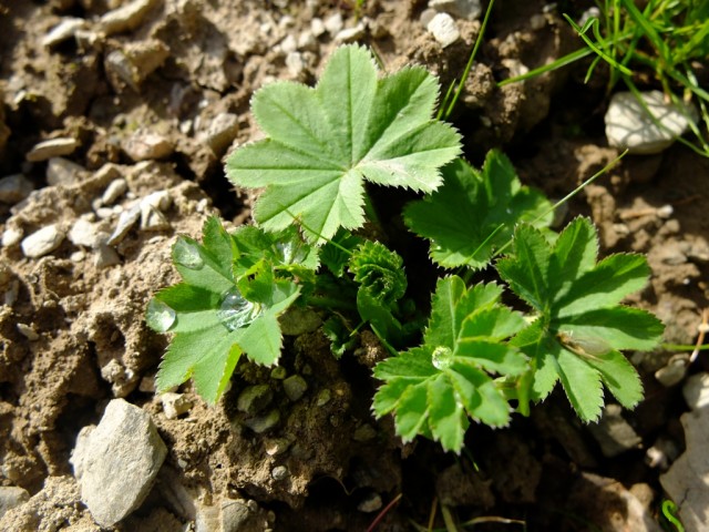 Frauenmantel_junge_Pflanze