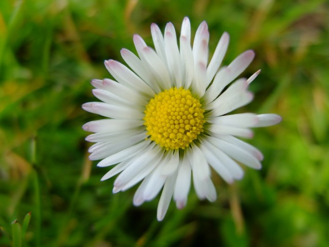 Gaensebluemchen_Bluete