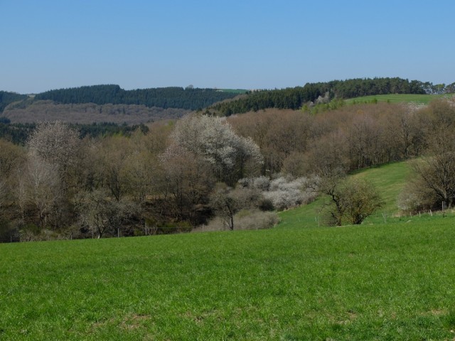 Hunsruecker_Hochwald