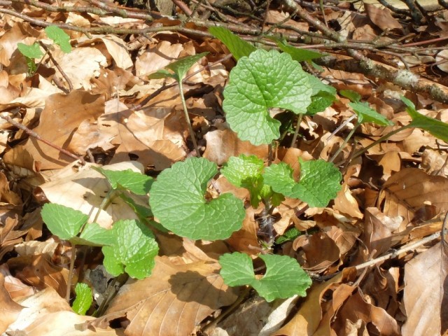 Knoblauchsrauke_junge_Blaetter