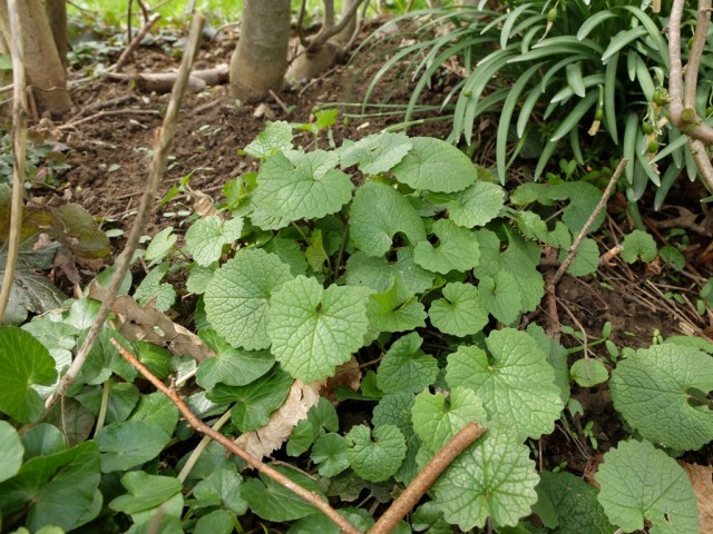 Knoblauchsrauke_junge_Pflanze