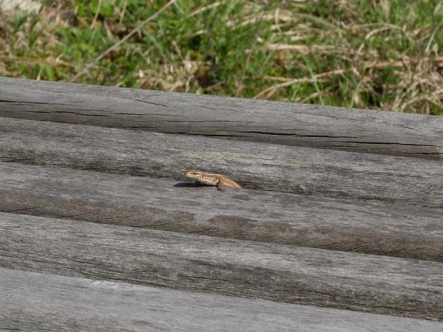 Mauereidechse_auf_Holzbank