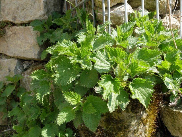 Natursteinmauer_mit_Brennnessel