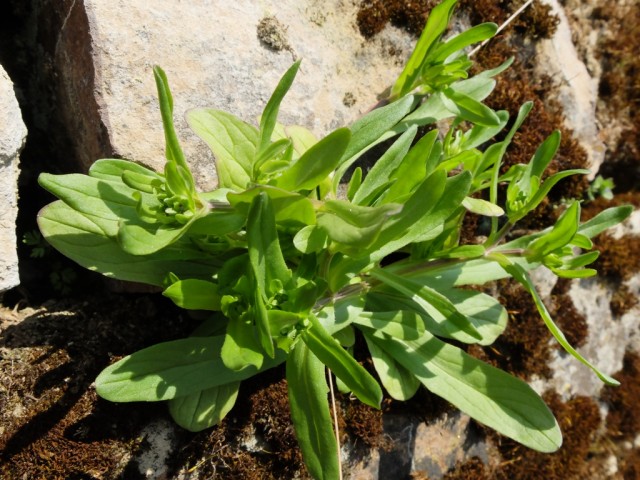 Natursteinmauer_mit_Feldsalat