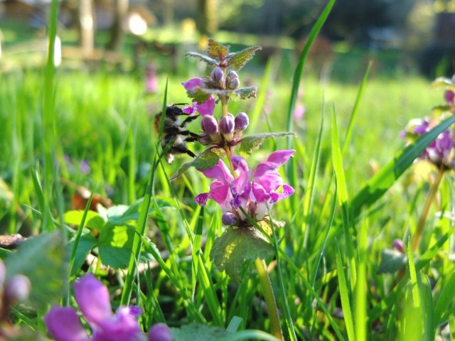 Rote_Taubnessel_mit_Hummel