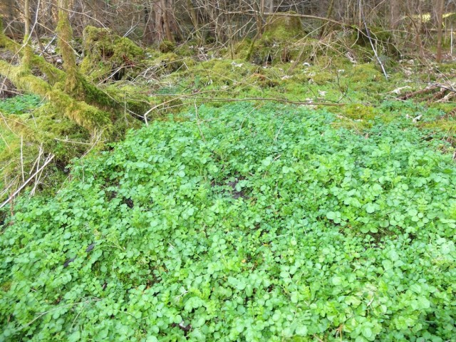 Schaumkraut_bitteres