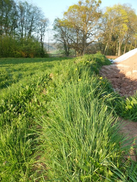 Schutthalde_mit_Wildkraeutern