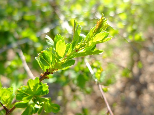 Weissdorn_junger_Trieb