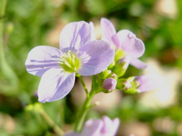 Wiesenschaumkraut_Bluete_Nahaufnahme