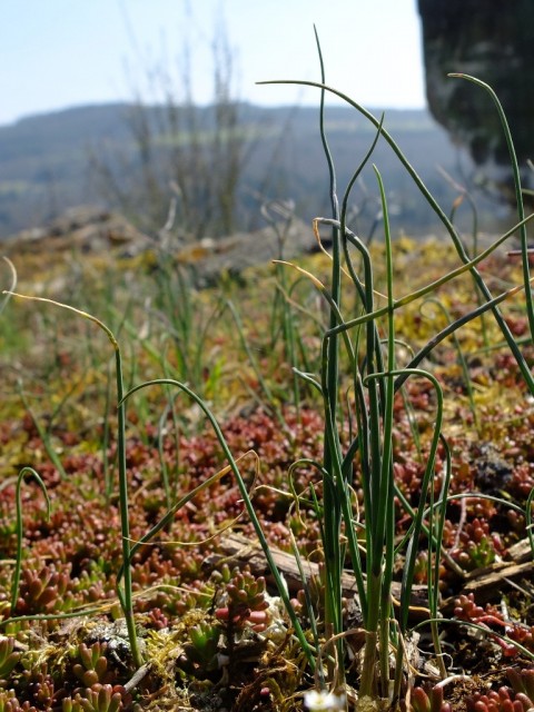 Wilder_Schnittlauch_auf_Beton