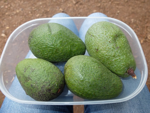 Avocados_in_der_Schale