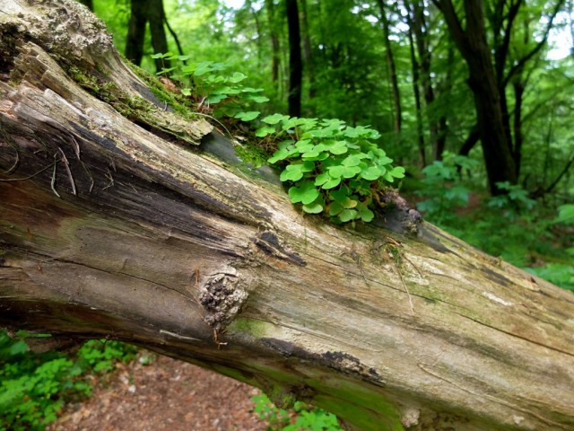 Baumstamm_mit_Sauerklee